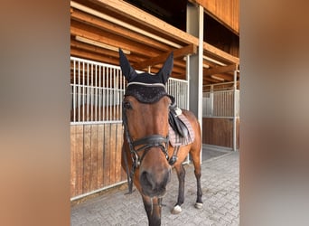 Mecklenburger Warmblut, Stute, 16 Jahre, Brauner