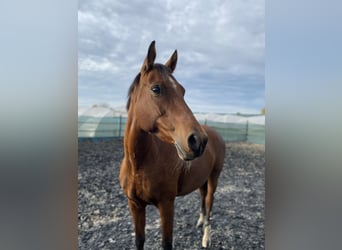 Mecklenburger Warmblut, Stute, 17 Jahre, 160 cm, Brauner