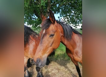 Mecklenburger Warmblut, Stute, 17 Jahre, 165 cm, Brauner