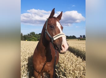 Mecklenburger Warmblut, Stute, 17 Jahre, 165 cm, Fuchs