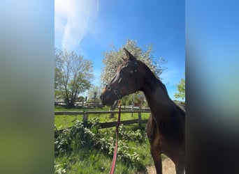 Mecklenburger Warmblut, Stute, 17 Jahre, 173 cm, Brauner