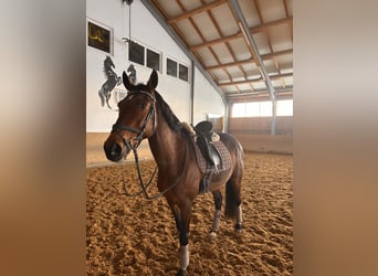 Mecklenburger Warmblut, Stute, 17 Jahre, Brauner