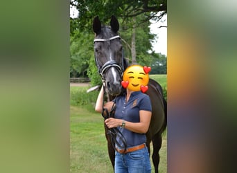 Mecklenburger Warmblut, Stute, 18 Jahre, 164 cm, Rappe
