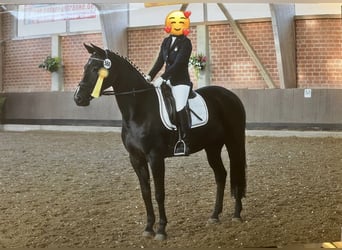Mecklenburger Warmblut, Stute, 18 Jahre, 164 cm, Rappe
