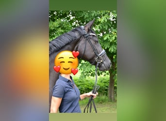 Mecklenburger Warmblut, Stute, 18 Jahre, 164 cm, Rappe