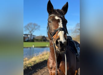 Mecklenburger Warmblut, Stute, 18 Jahre, 170 cm, Dunkelbrauner
