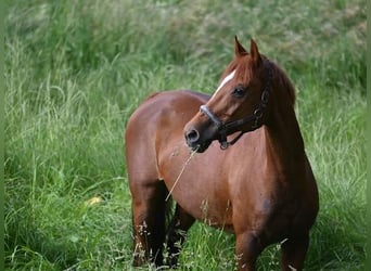 Mecklenburger Warmblut, Stute, 19 Jahre, 164 cm, Dunkelfuchs