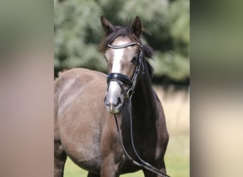 Mecklenburger Warmblut, Stute, 1 Jahr, 160 cm, Schimmel