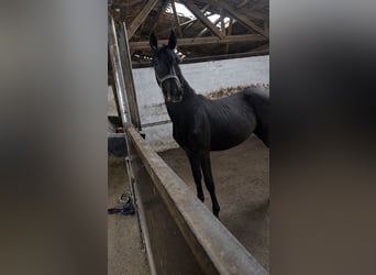 Mecklenburger Warmblut Mix, Stute, 1 Jahr, 163 cm, Dunkelbrauner
