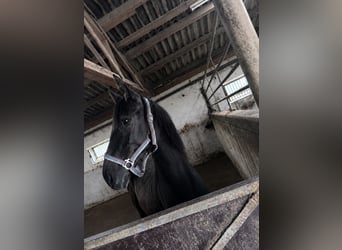 Mecklenburger Warmblut Mix, Stute, 1 Jahr, 163 cm, Dunkelbrauner