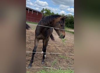 Mecklenburger Warmblut, Stute, 1 Jahr, 165 cm, Brauner