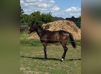 Mecklenburger Warmblut, Stute, 1 Jahr, 165 cm, Brauner