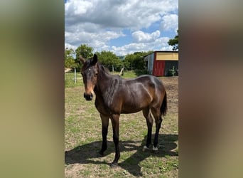 Mecklenburger Warmblut, Stute, 1 Jahr, 165 cm, Brauner