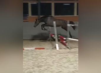 Mecklenburger Warmblut, Stute, 1 Jahr, 168 cm, Schimmel