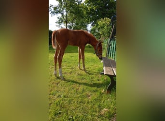 Mecklenburger Warmblut, Stute, 1 Jahr, 170 cm, Dunkelfuchs