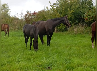Mecklenburger Warmblut, Stute, 1 Jahr