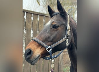 Mecklenburger Warmblut, Stute, 21 Jahre, 170 cm, Brauner