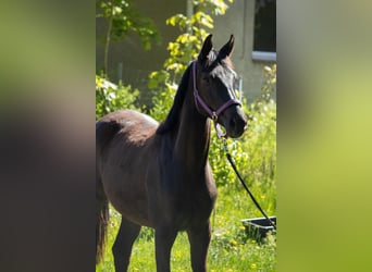 Mecklenburger Warmblut, Stute, 2 Jahre, 162 cm, Schwarzbrauner