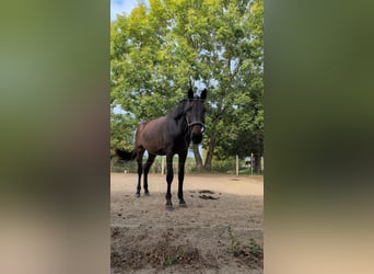 Mecklenburger Warmblut, Stute, 2 Jahre, 168 cm, Dunkelbrauner