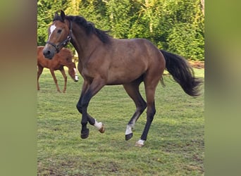Mecklenburger Warmblut, Stute, 2 Jahre, 172 cm