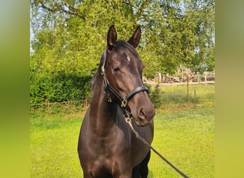 Mecklenburger Warmblut, Stute, 3 Jahre, 158 cm, Dunkelbrauner