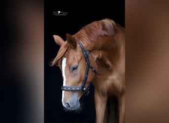 Mecklenburger Warmblut, Stute, 3 Jahre, 158 cm, Fuchs