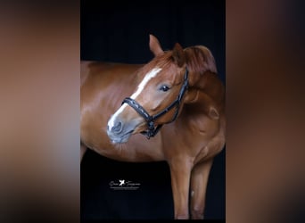 Mecklenburger Warmblut, Stute, 3 Jahre, 158 cm, Fuchs