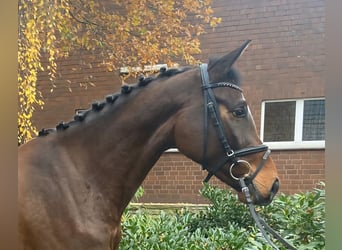 Mecklenburger Warmblut, Stute, 3 Jahre, 162 cm, Brauner