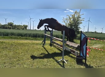 Mecklenburger Warmblut, Stute, 3 Jahre, 163 cm, Dunkelbrauner