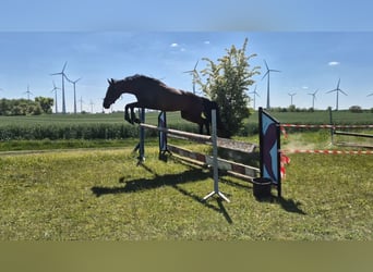 Mecklenburger Warmblut, Stute, 3 Jahre, 163 cm, Dunkelbrauner