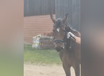 Mecklenburger Warmblut, Stute, 3 Jahre, 163 cm, Dunkelbrauner