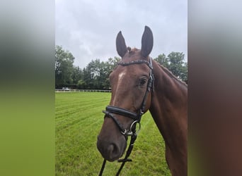 Mecklenburger Warmblut, Stute, 3 Jahre, 165 cm, Dunkelfuchs