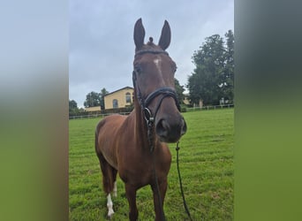 Mecklenburger Warmblut, Stute, 3 Jahre, 165 cm, Dunkelfuchs