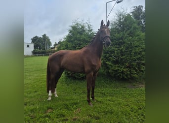 Mecklenburger Warmblut, Stute, 3 Jahre, 165 cm, Dunkelfuchs