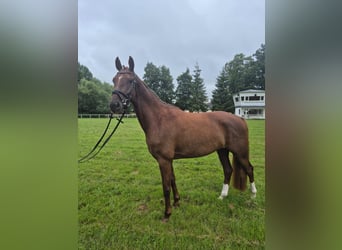 Mecklenburger Warmblut, Stute, 3 Jahre, 165 cm, Dunkelfuchs