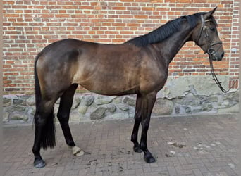 Mecklenburger Warmblut, Stute, 3 Jahre, 167 cm, Brauner