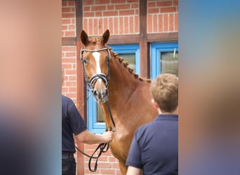 Mecklenburger Warmblut, Stute, 3 Jahre, 168 cm, Fuchs