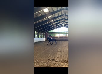 Mecklenburger Warmblut, Stute, 3 Jahre, 169 cm, Brauner