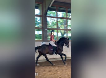 Mecklenburger Warmblut, Stute, 3 Jahre, 169 cm, Brauner