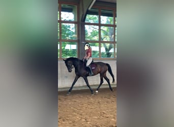 Mecklenburger Warmblut, Stute, 3 Jahre, 169 cm, Brauner
