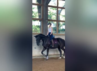 Mecklenburger Warmblut, Stute, 3 Jahre, 169 cm, Rappe