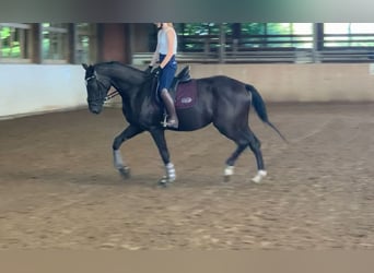 Mecklenburger Warmblut, Stute, 3 Jahre, 169 cm, Rappe