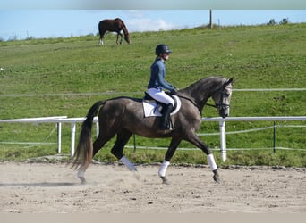 Mecklenburger Warmblut, Stute, 3 Jahre, 175 cm, Schimmel