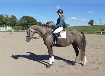 Mecklenburger Warmblut, Stute, 3 Jahre, 175 cm, Schimmel