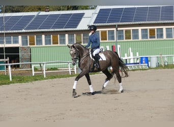 Mecklenburger Warmblut, Stute, 3 Jahre, 175 cm, Schimmel