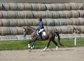 Mecklenburger Warmblut, Stute, 3 Jahre, 175 cm, Schimmel