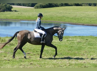 Mecklenburger Warmblut, Stute, 3 Jahre, 175 cm, Schimmel