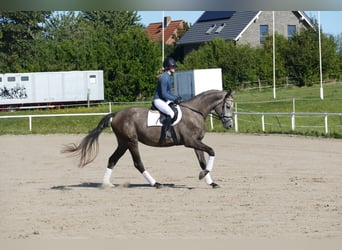Mecklenburger Warmblut, Stute, 3 Jahre, 175 cm, Schimmel