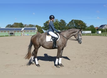Mecklenburger Warmblut, Stute, 3 Jahre, 175 cm, Schimmel