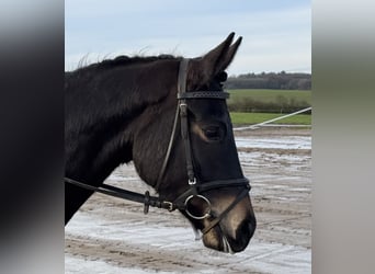 Mecklenburger Warmblut, Stute, 4 Jahre, 158 cm, Schwarzbrauner